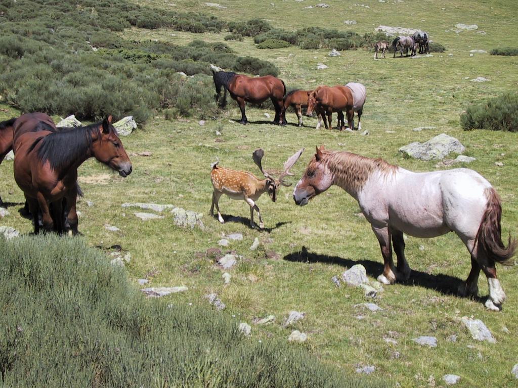 La Coberta-Lo Paller Del Coc Rialp Buitenkant foto